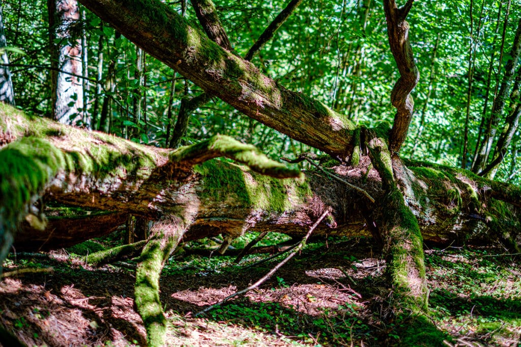 Skov med sidelæns træ