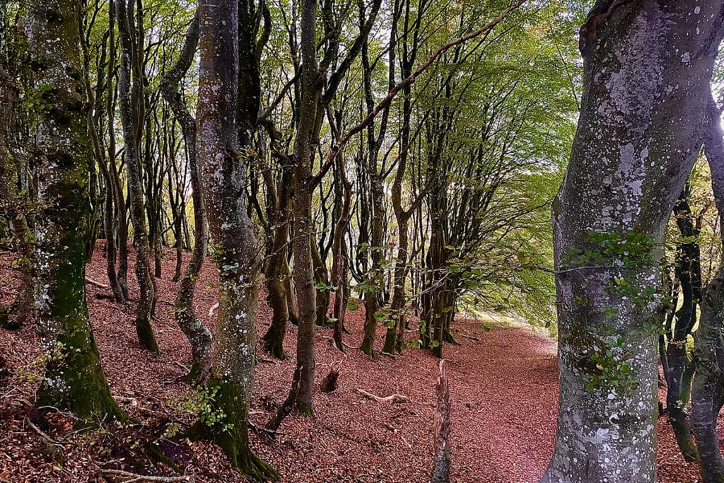 Rold skov