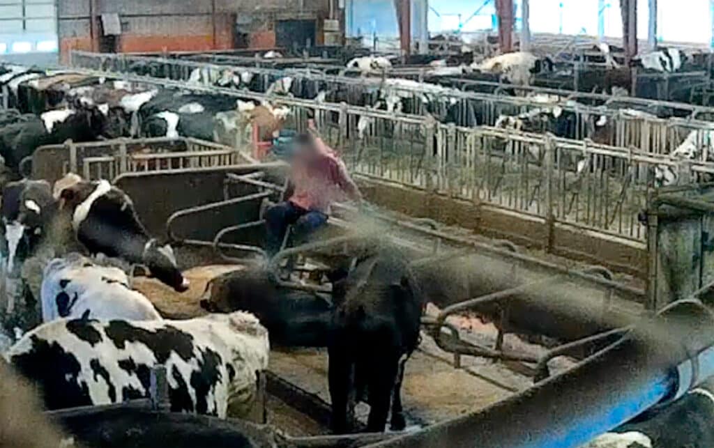 Dyremishandling mod køer