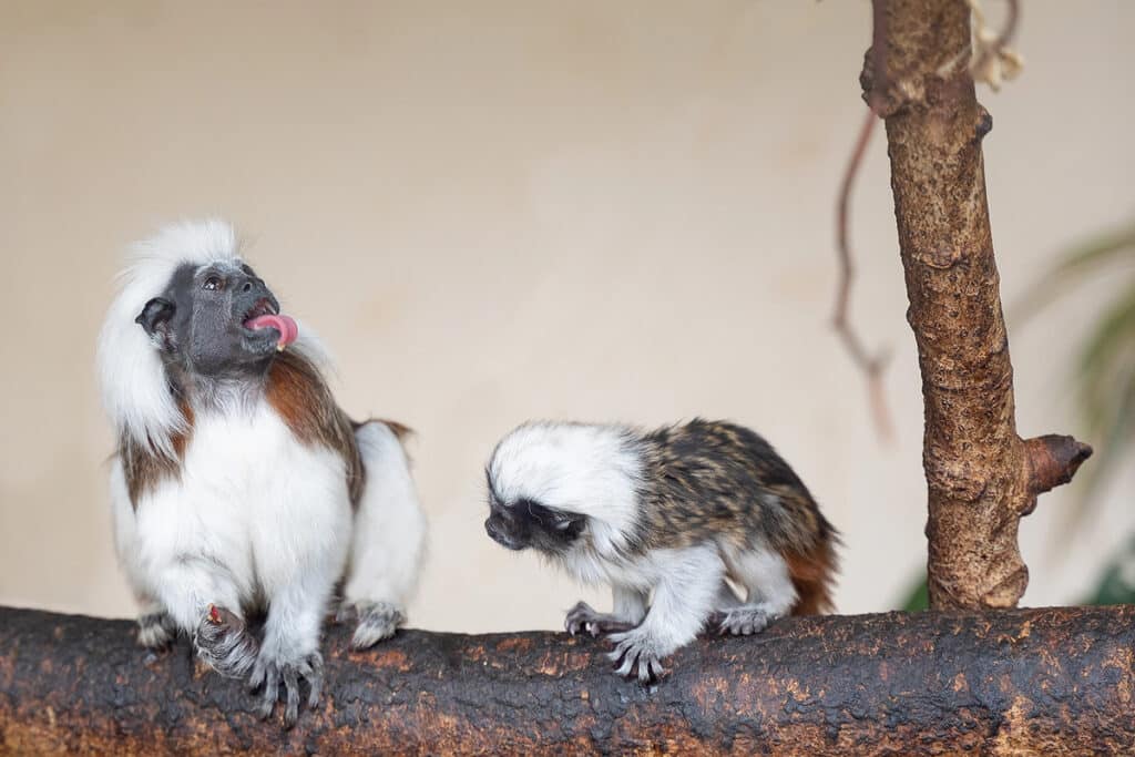 Cotton-top tamarin