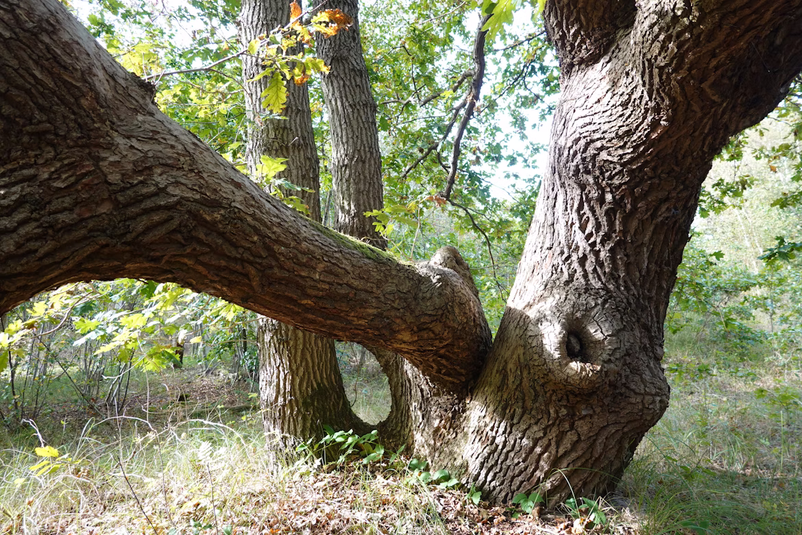 Billede af Peter Hoogmoed (Unsplash.com)