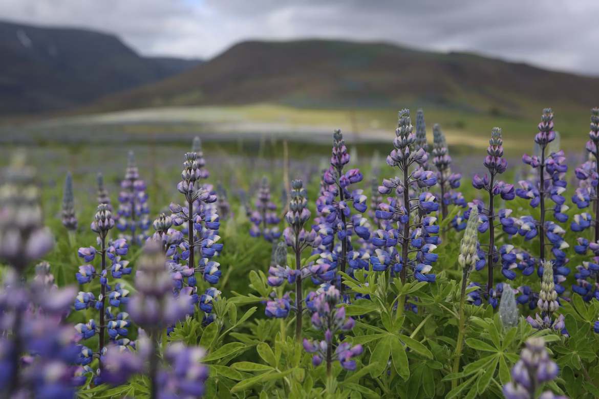 Billede af 
Louise Pilgaard (Unsplash.com)