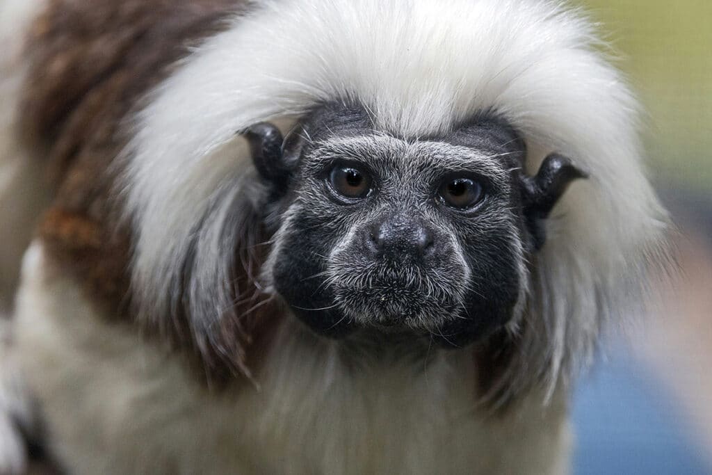 Cotton-top tamarin