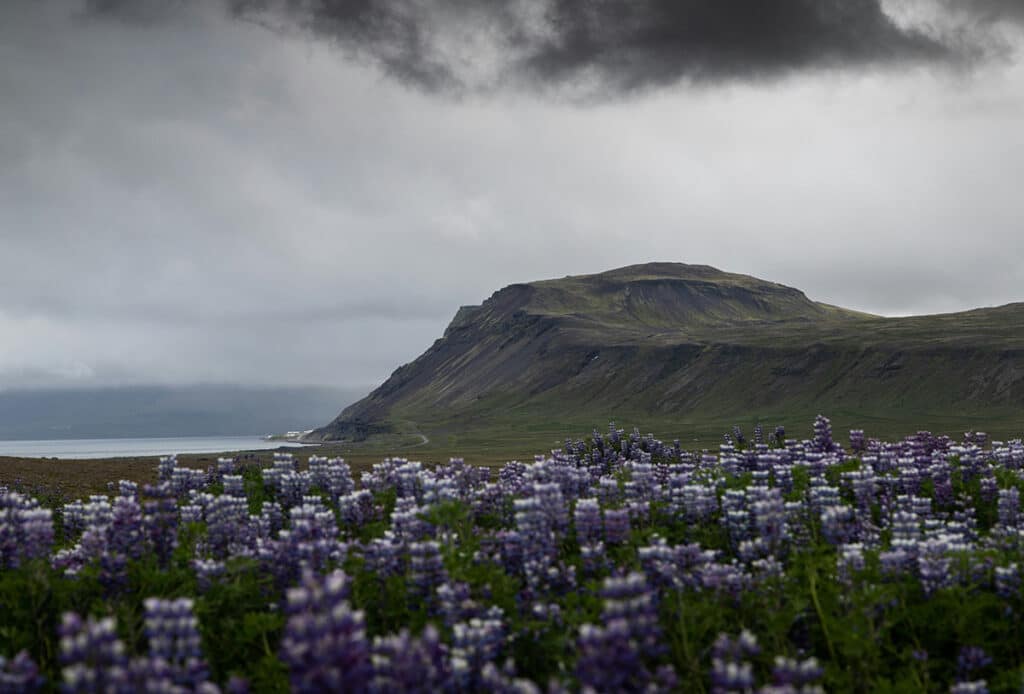 Lupiner på Island