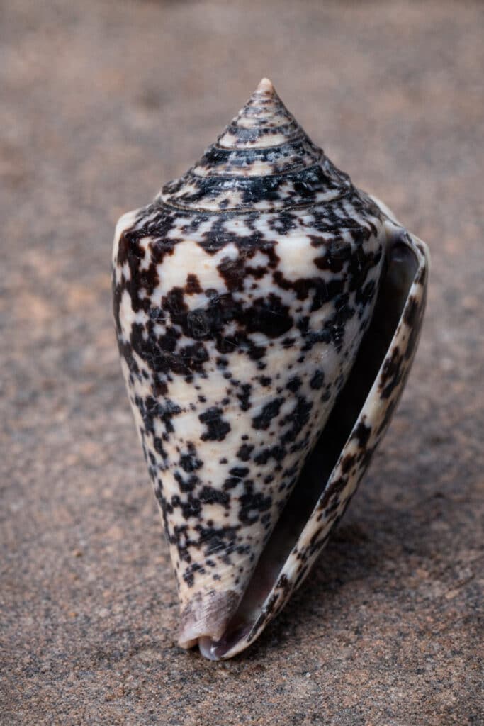 Conus lugubris