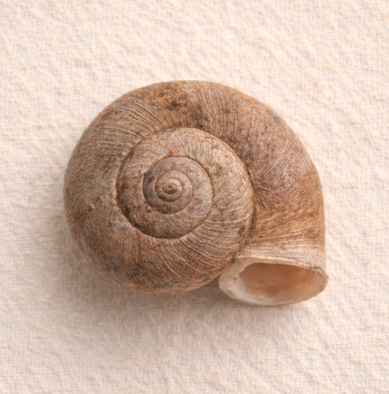 Leptaxis vetusta