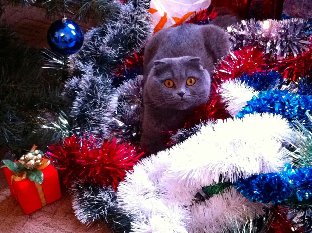Kat i julepynt