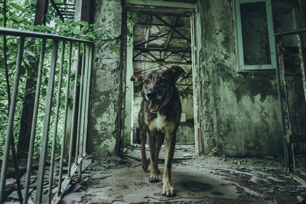 Vild hund i Tjernobyl