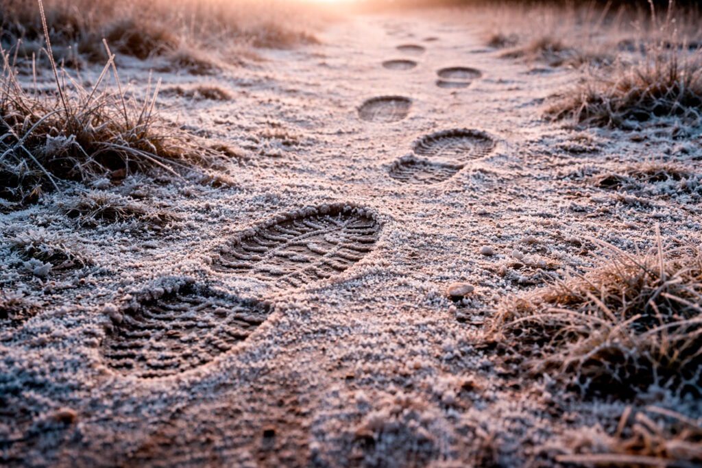 Frossen jord