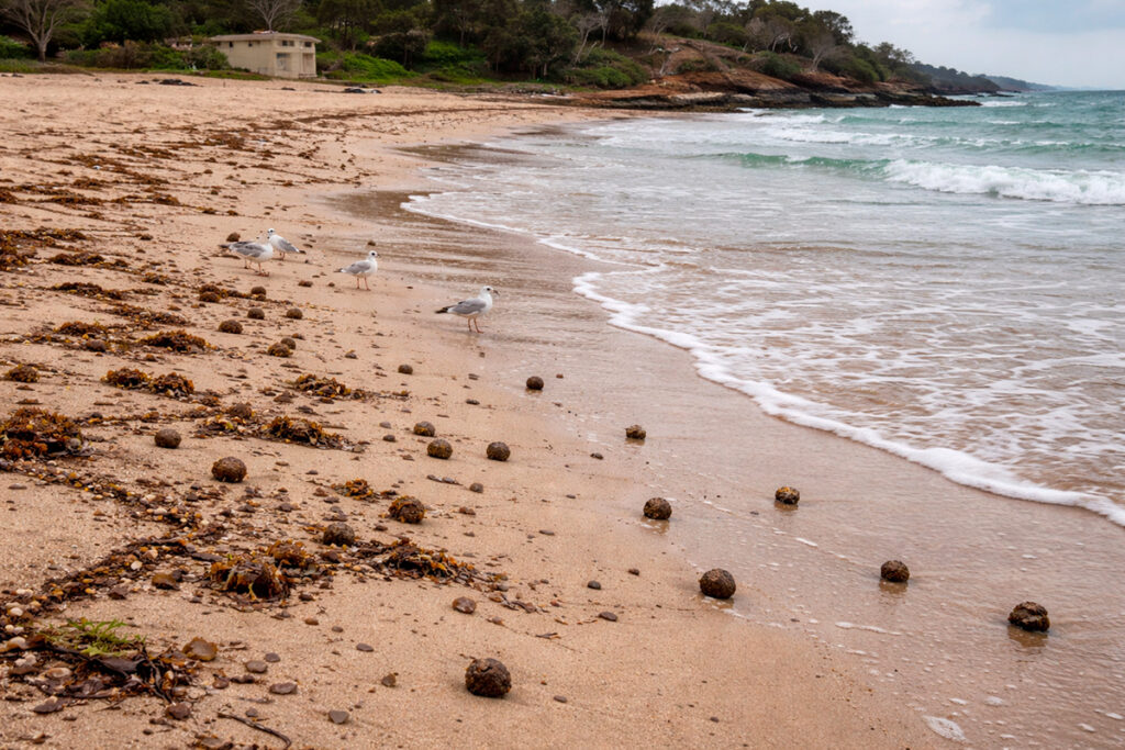 Sydney poo balls - ai genereret billede