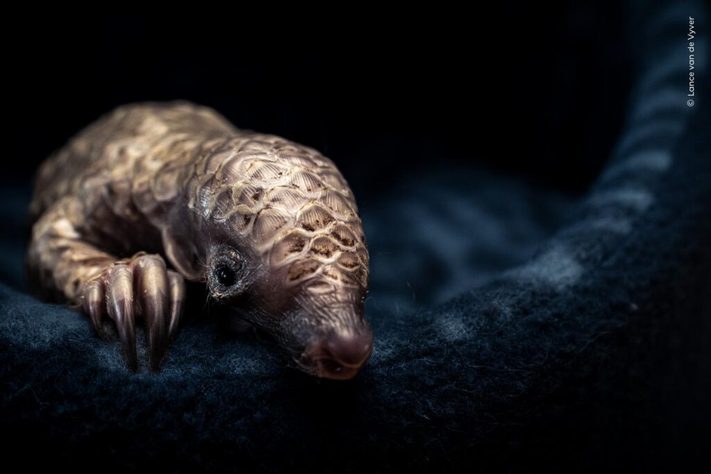 © Lance van de Vyver, Wildlife Photographer of the Year