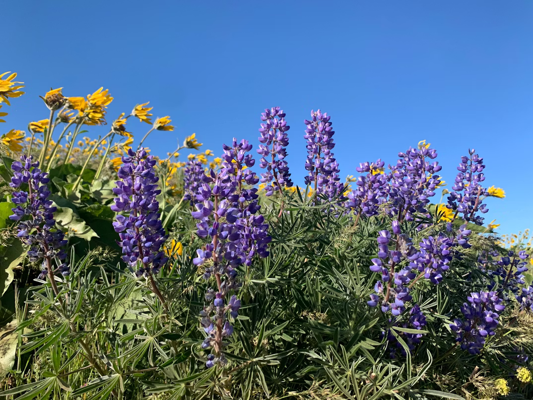 Laura Matthews/Unsplash