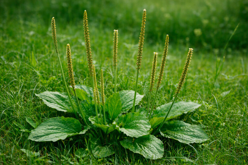 Vejbred - AI-genereret