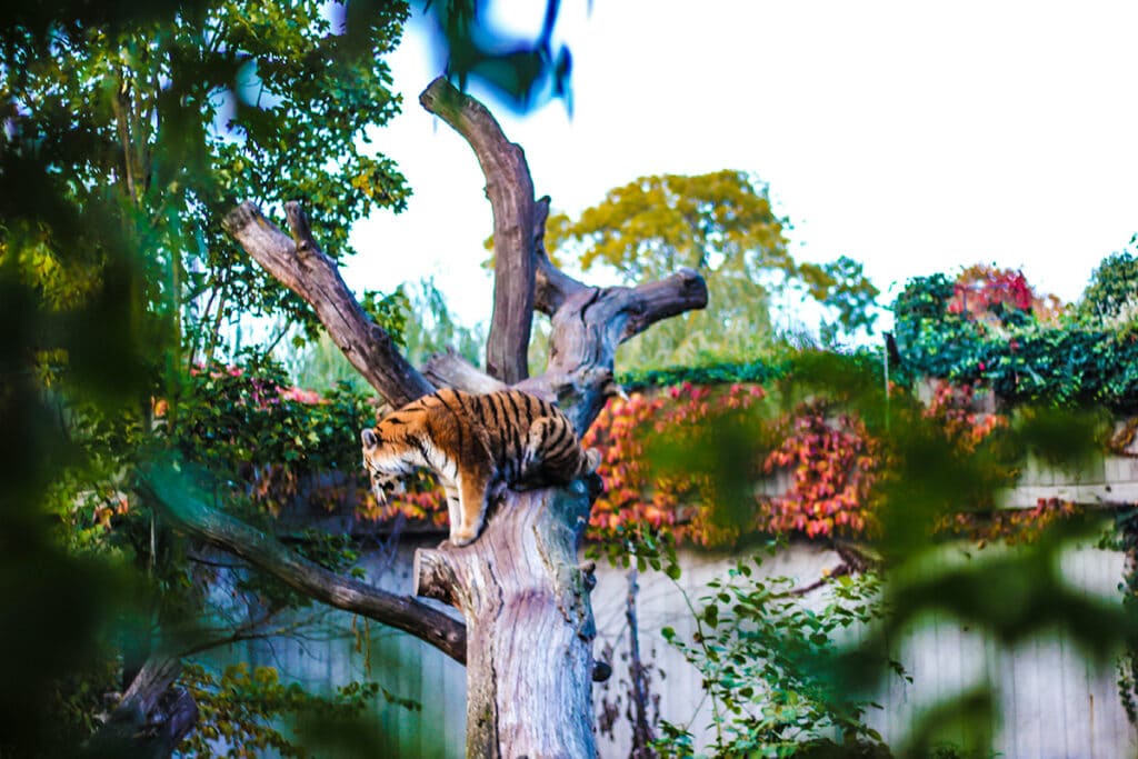 Tiger i ZOO