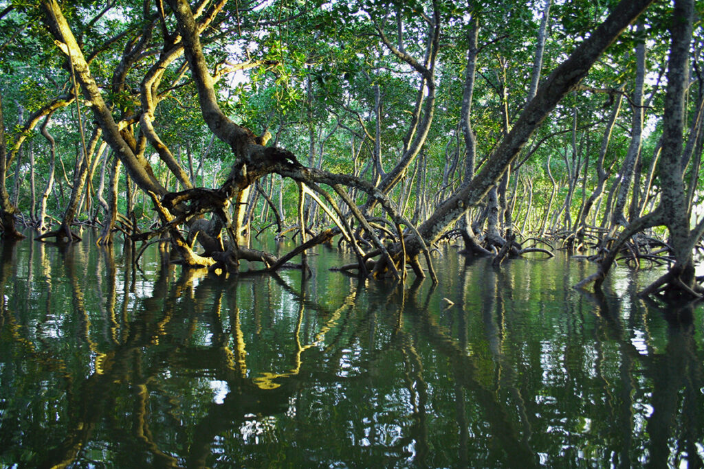 Mangrove skov
