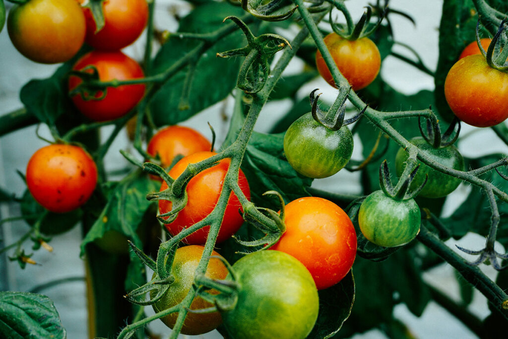 Tomatplante