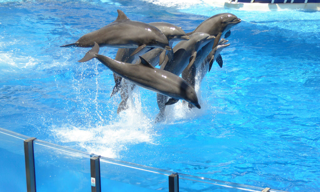 Delfinshow