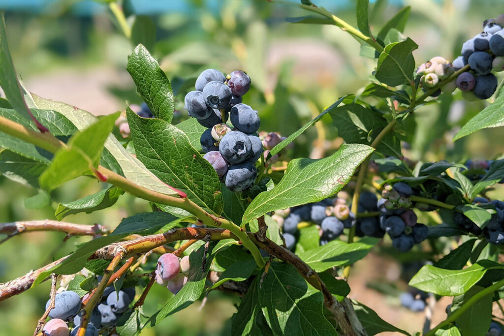 Aronia