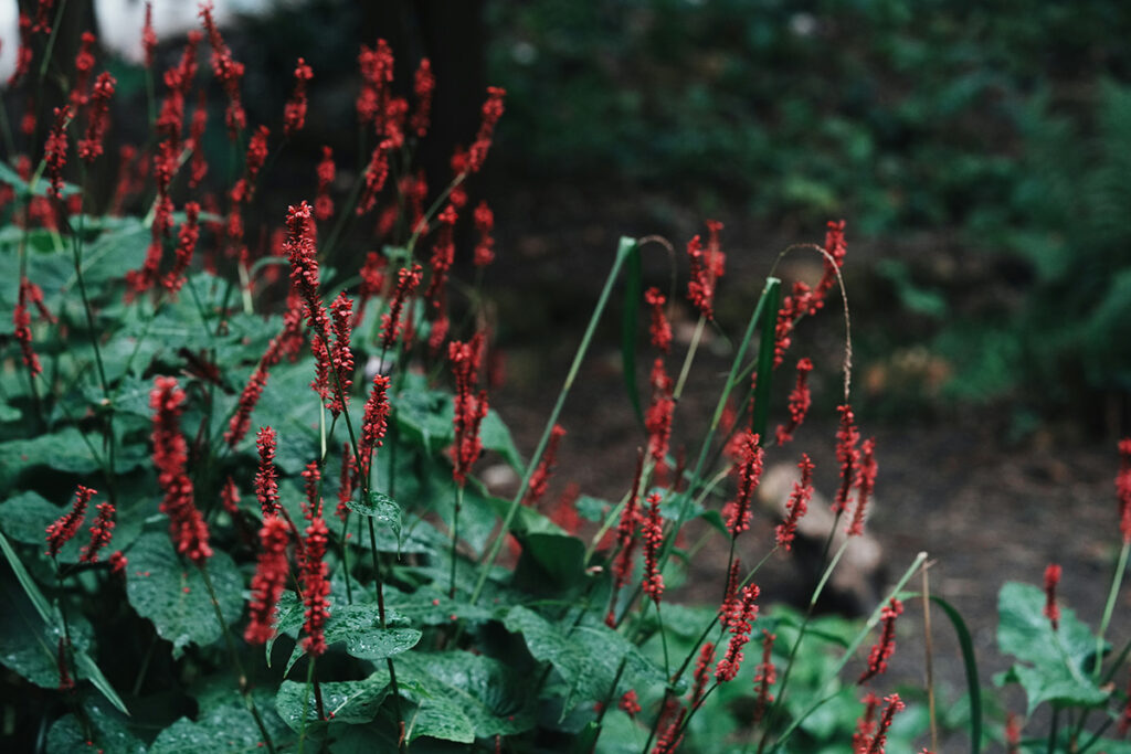 Kertepileurt - stauder - blomst
