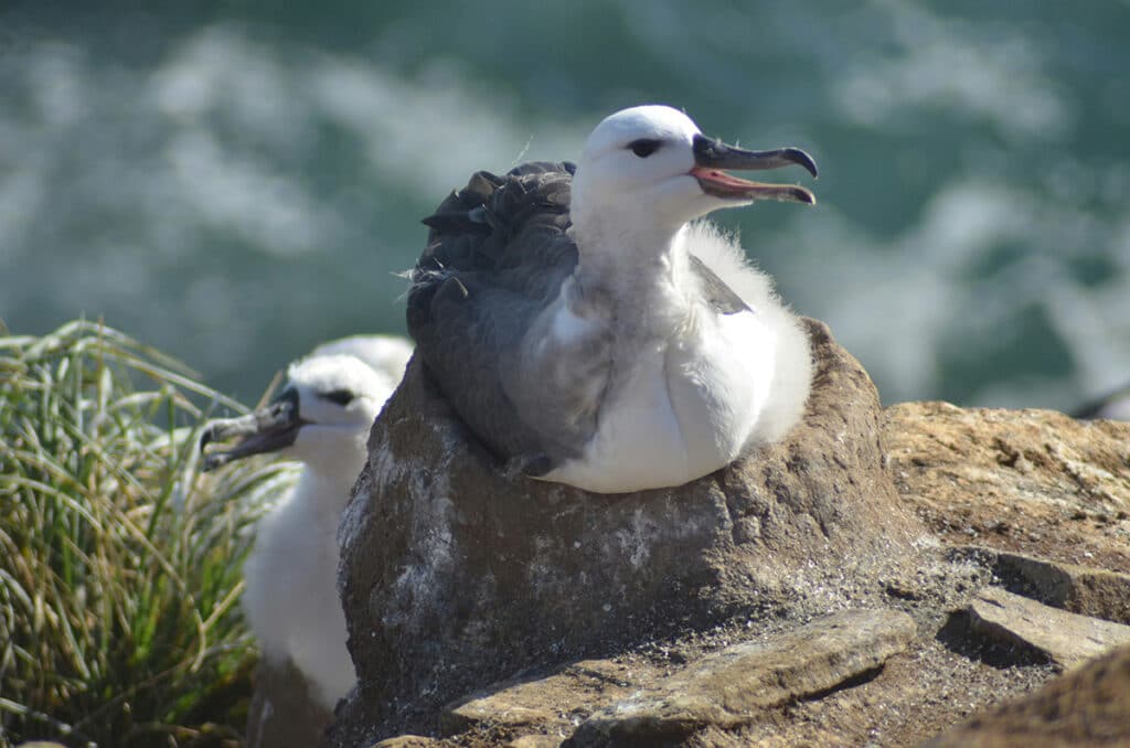 Laysanalbatrossen