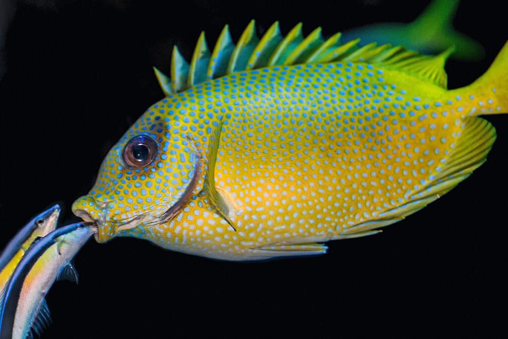 Læbefisken