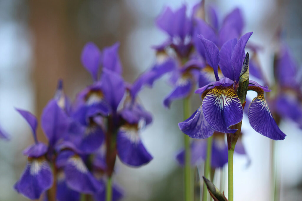 Sibirisk Iris - stauder - blomst