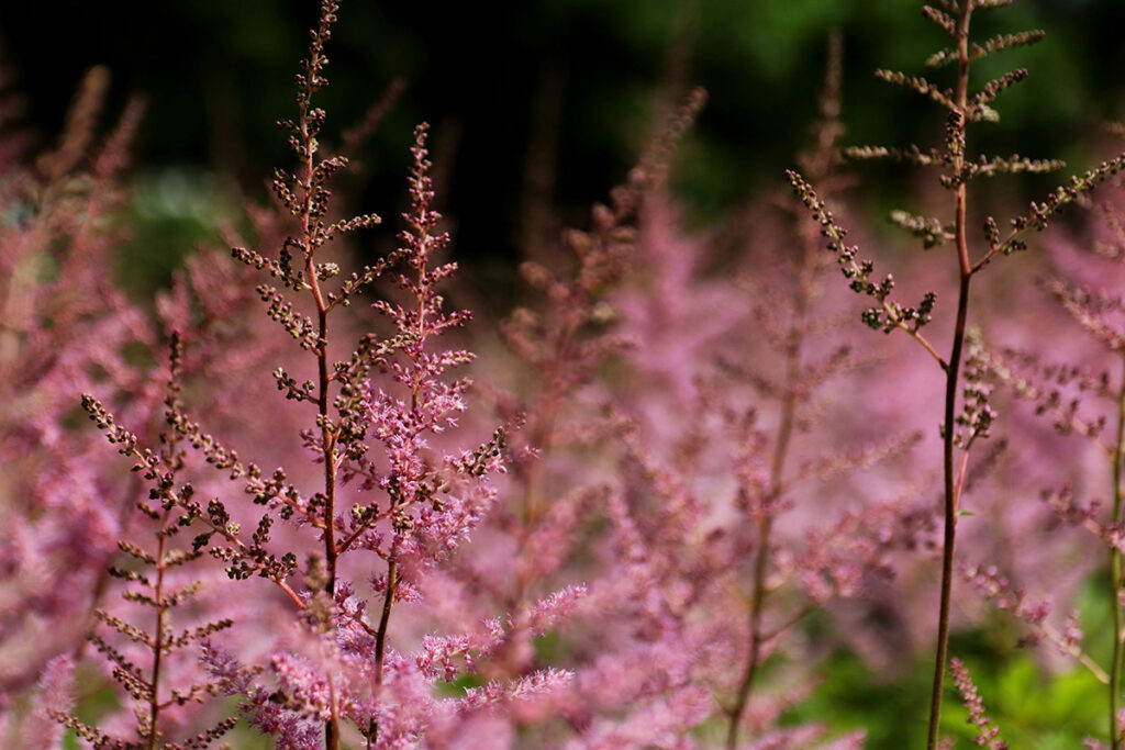 Astilbe - blomst - stauder