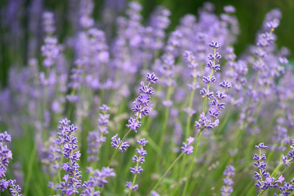 Lavendel