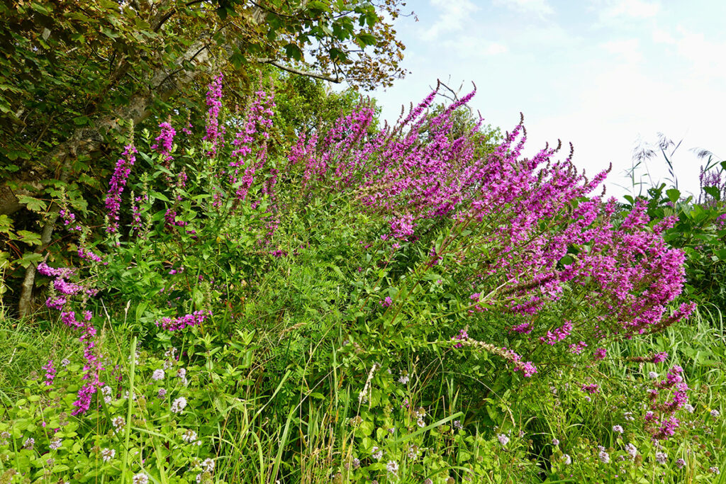 Kattehale - blomst - stauder