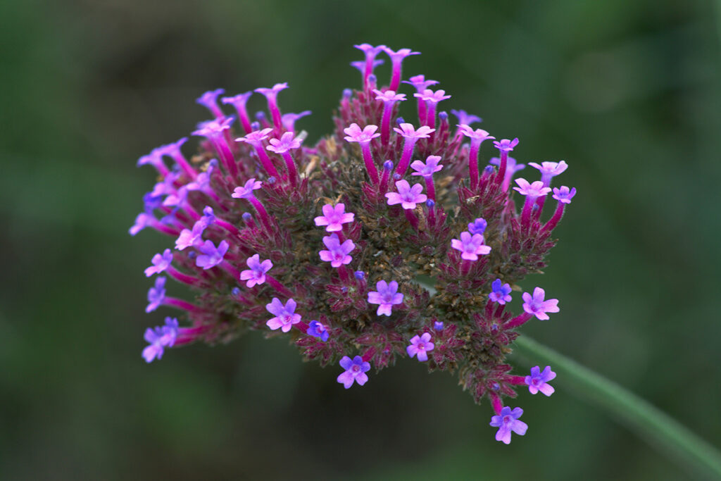 Kæmpeverbena - blomst - stauder