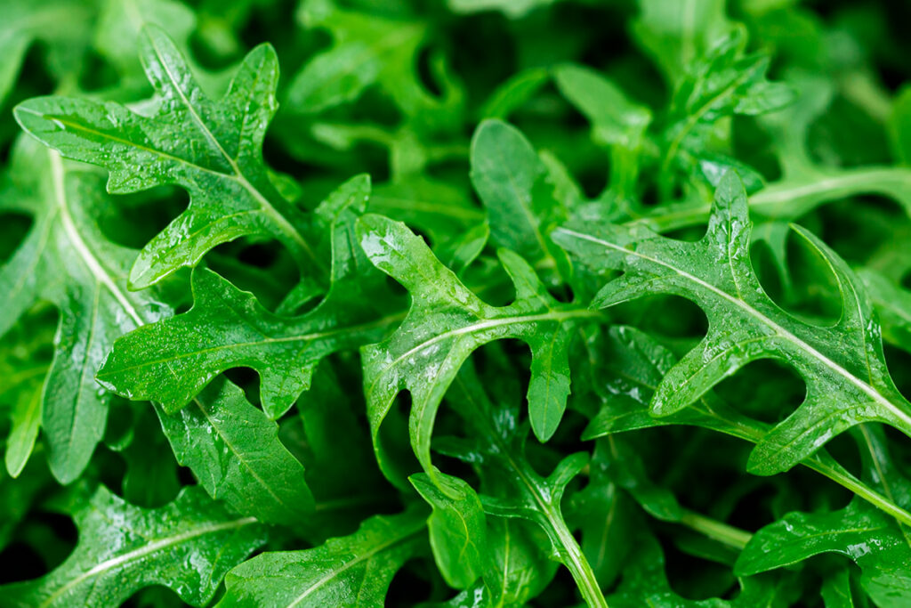 Rucola