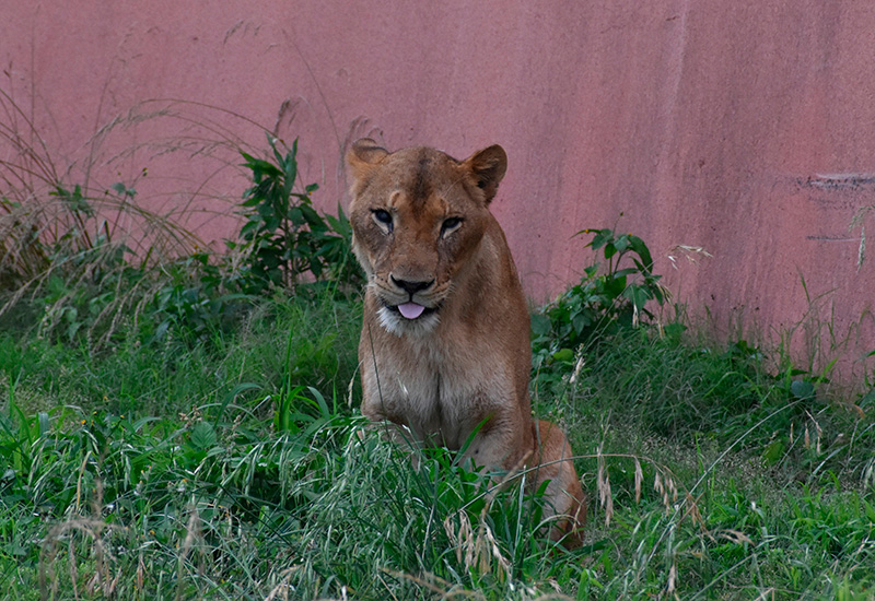 Løvinde i Tama Zoo, Tokyo