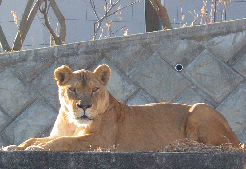 Løvinde i Tama Zoo, Tokyo