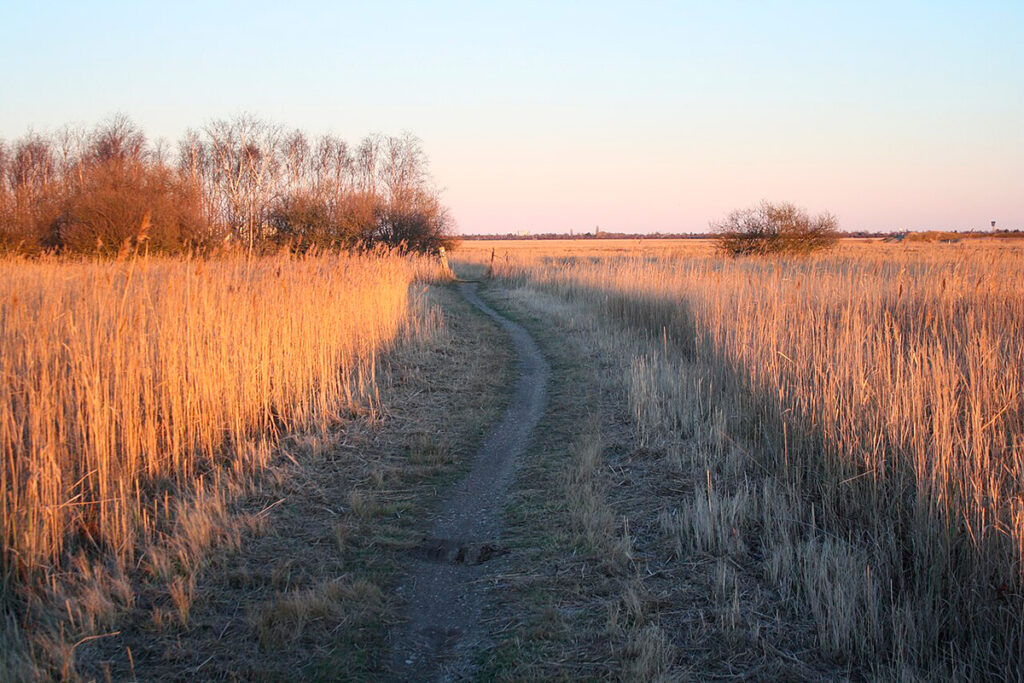 Kalvebod Fælled