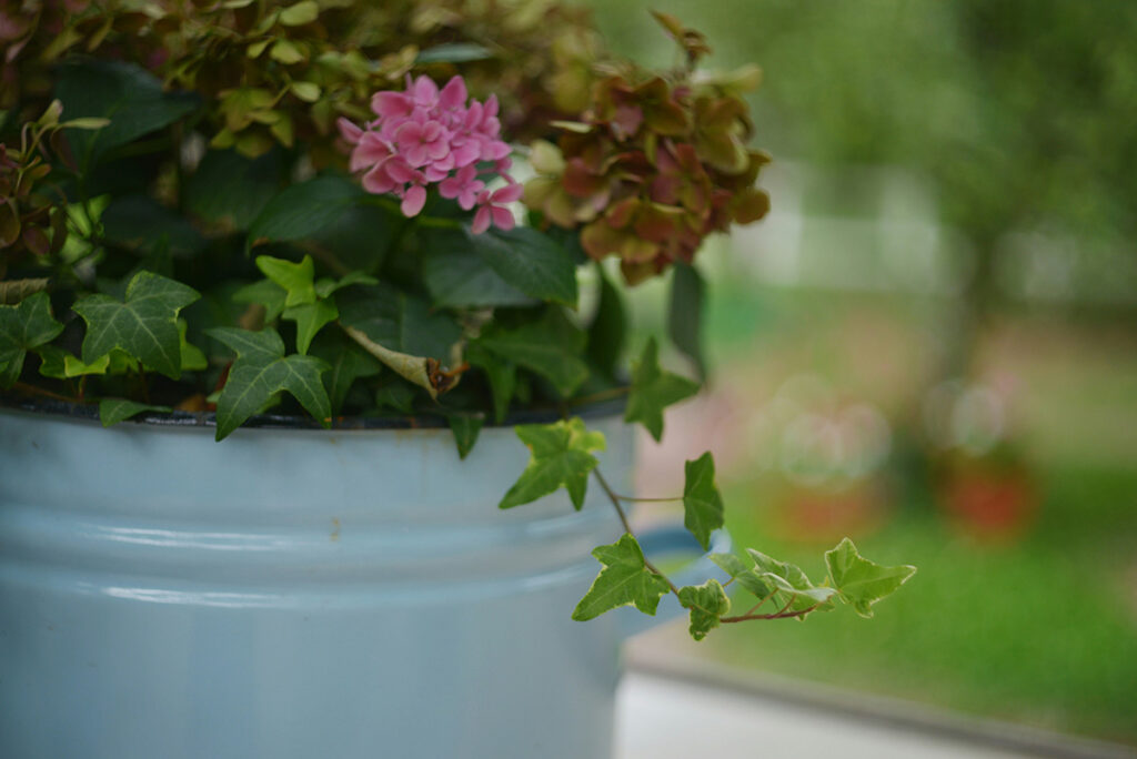 Blomster i potte i haven