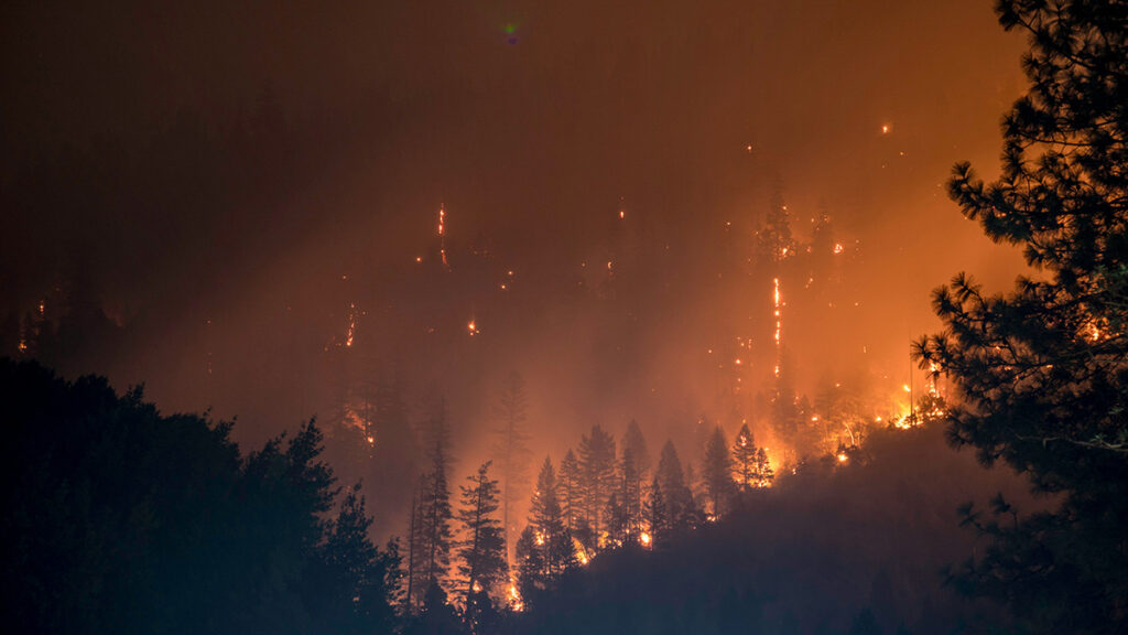 Skovbrand i national skov i USA