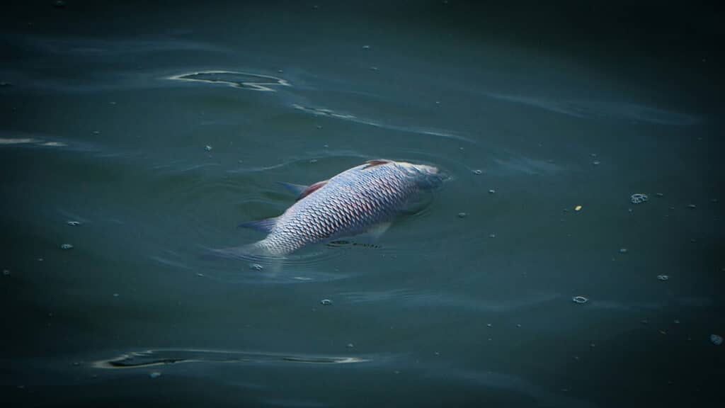 Død fisk flyder rundt i havet