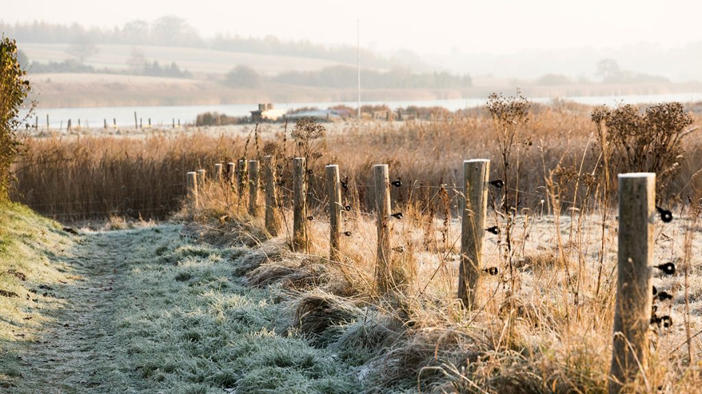 Frost 