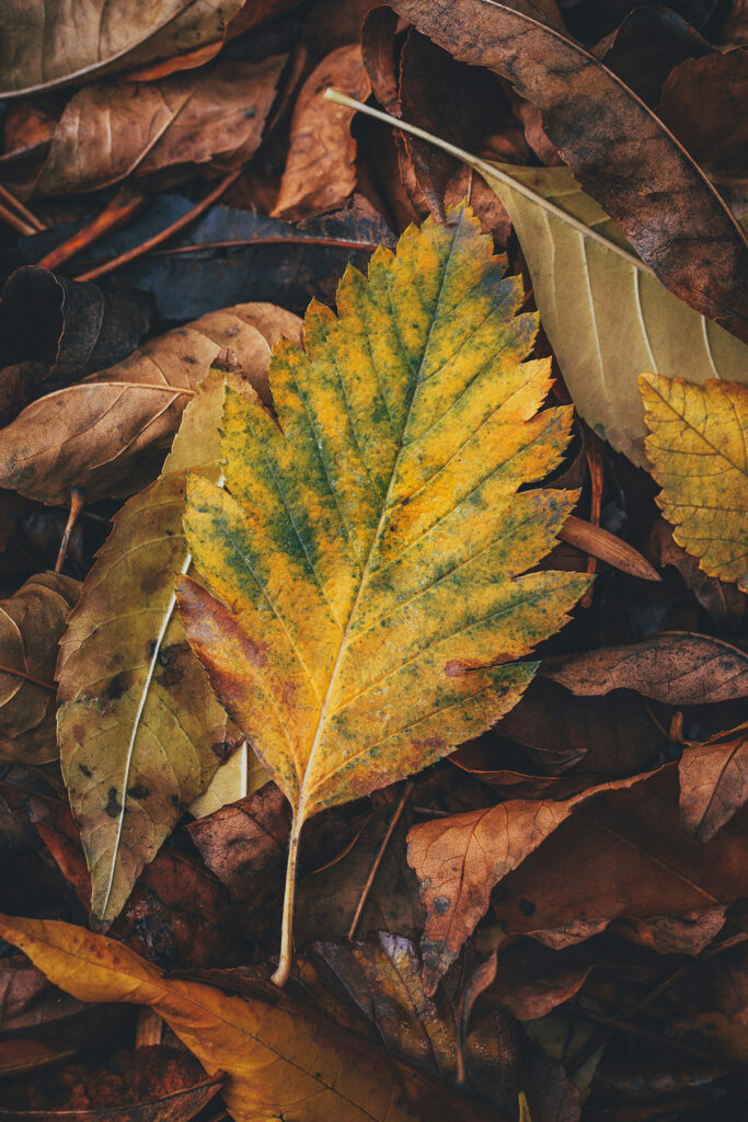 et efterårsblad