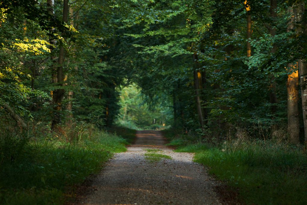 Skovsti