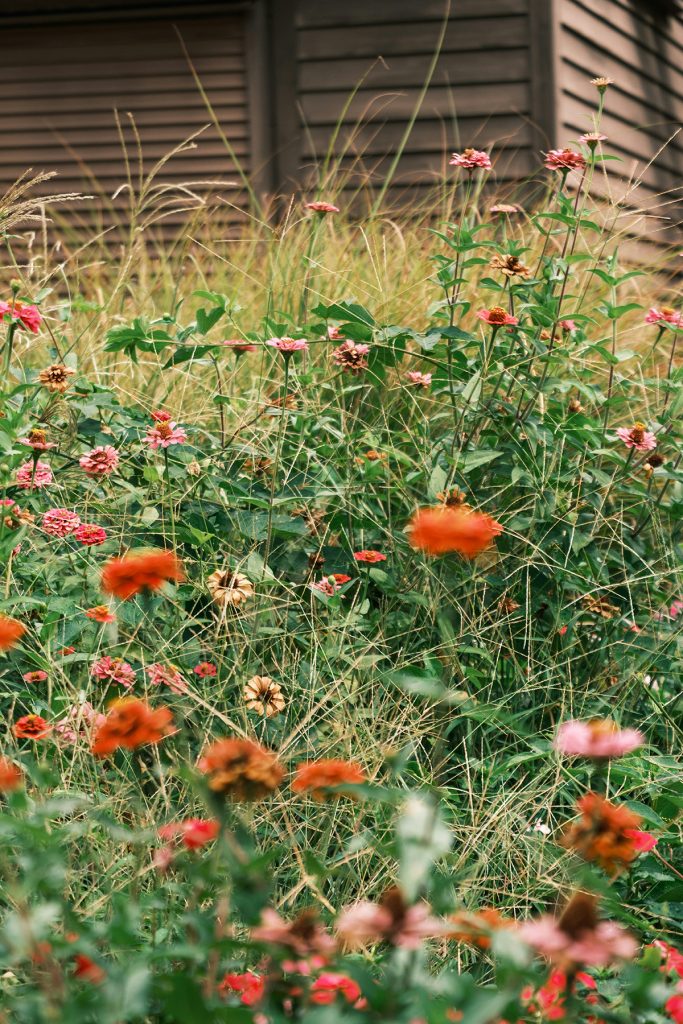 Blomster om efteråret
