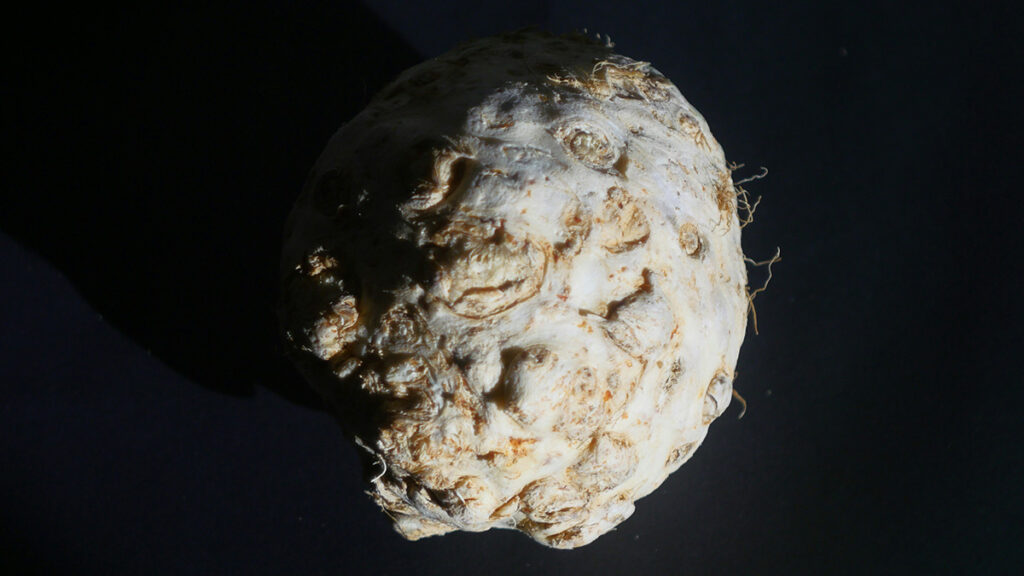 Knoldselleri