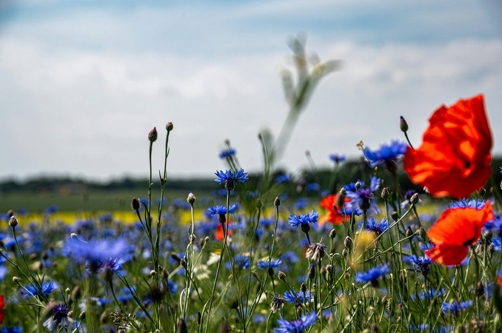 Blomstereng