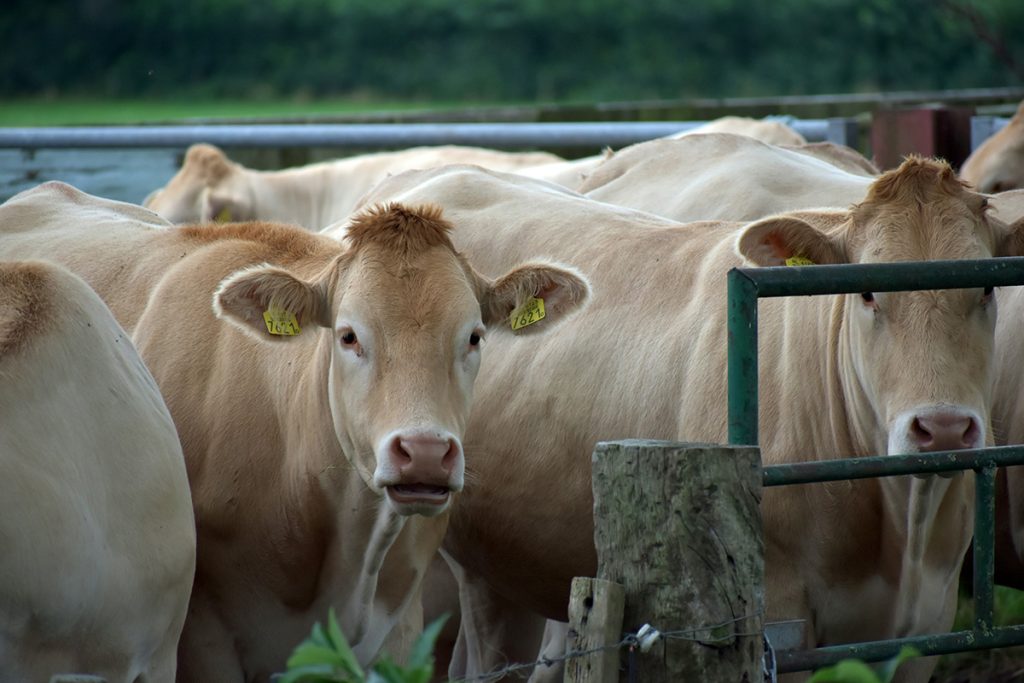 Køer i indhegning