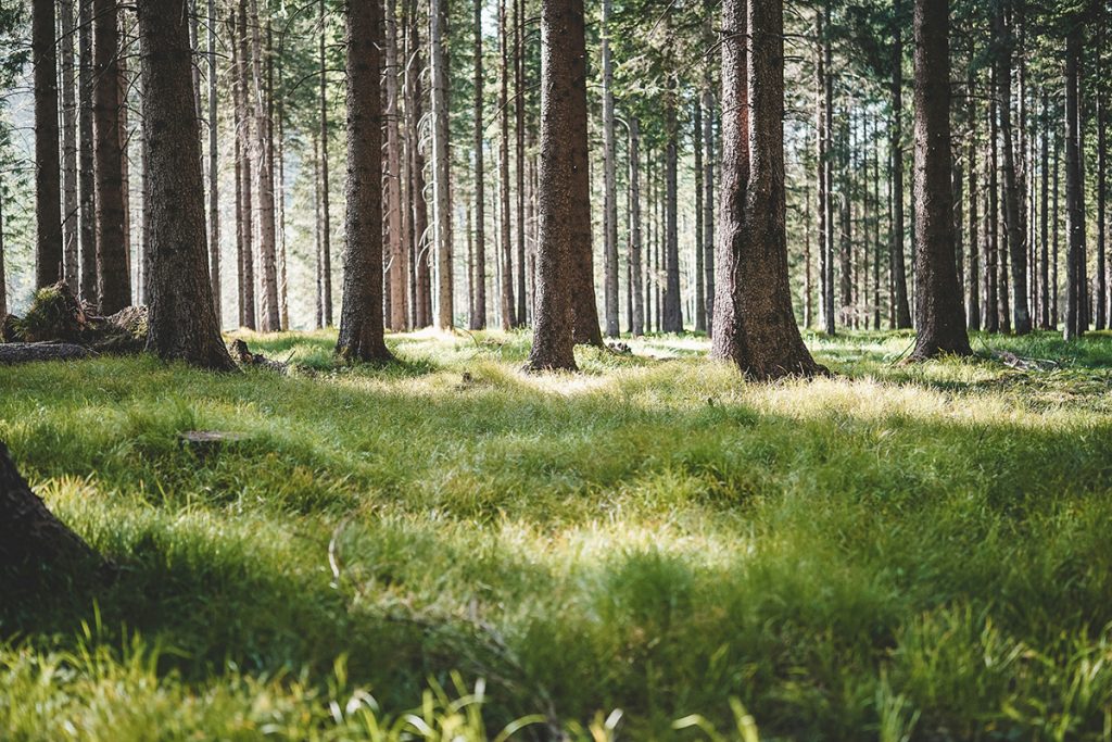 Skovbund