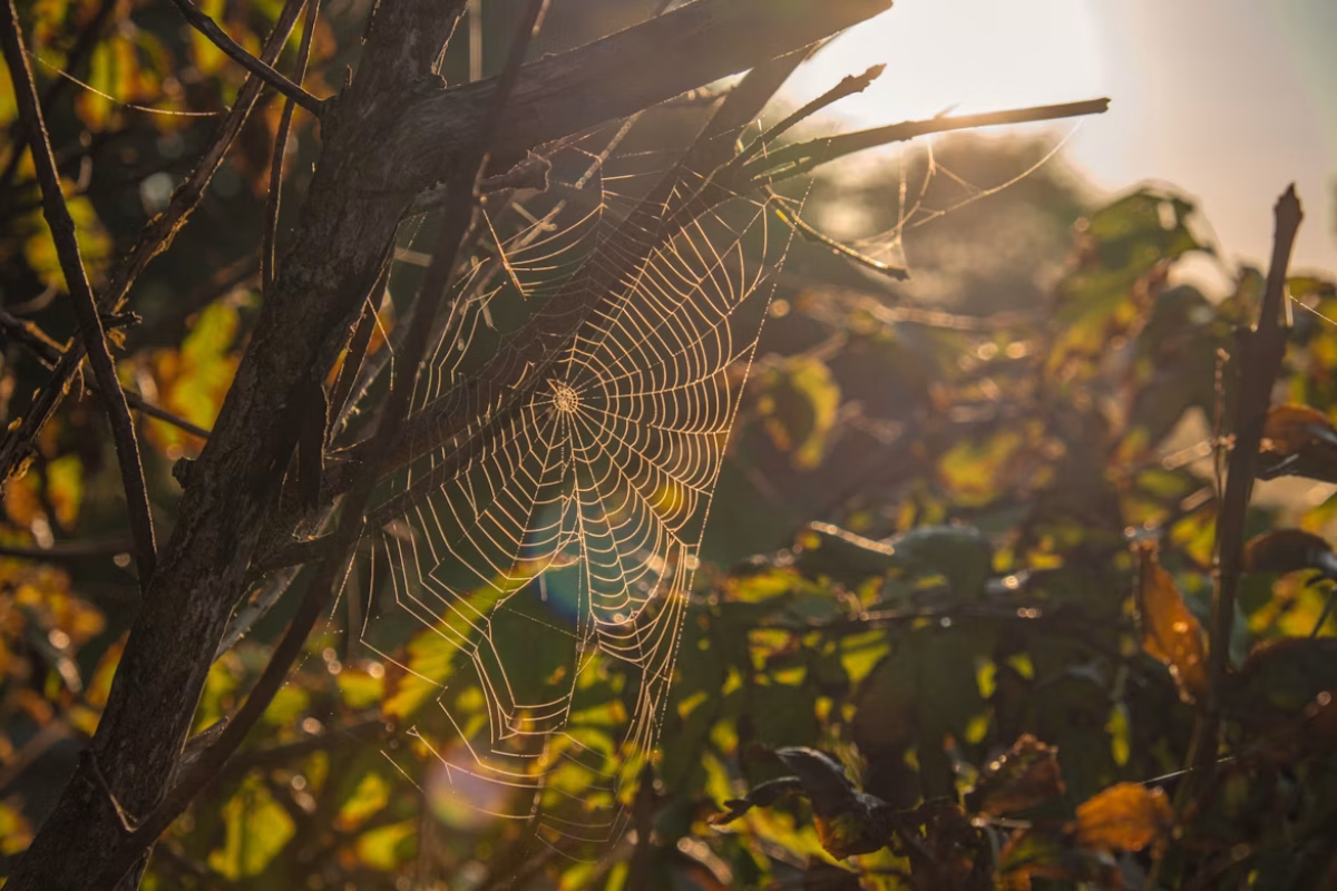 Billede taget af Line Kjær/Unsplash