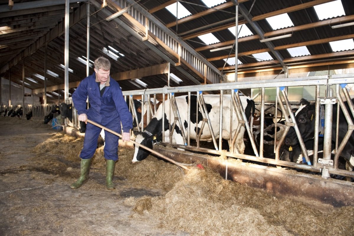 Køer og landmand