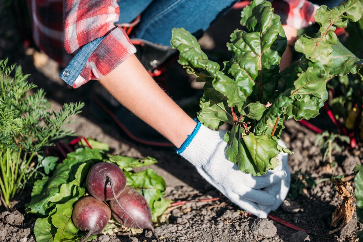 gardening