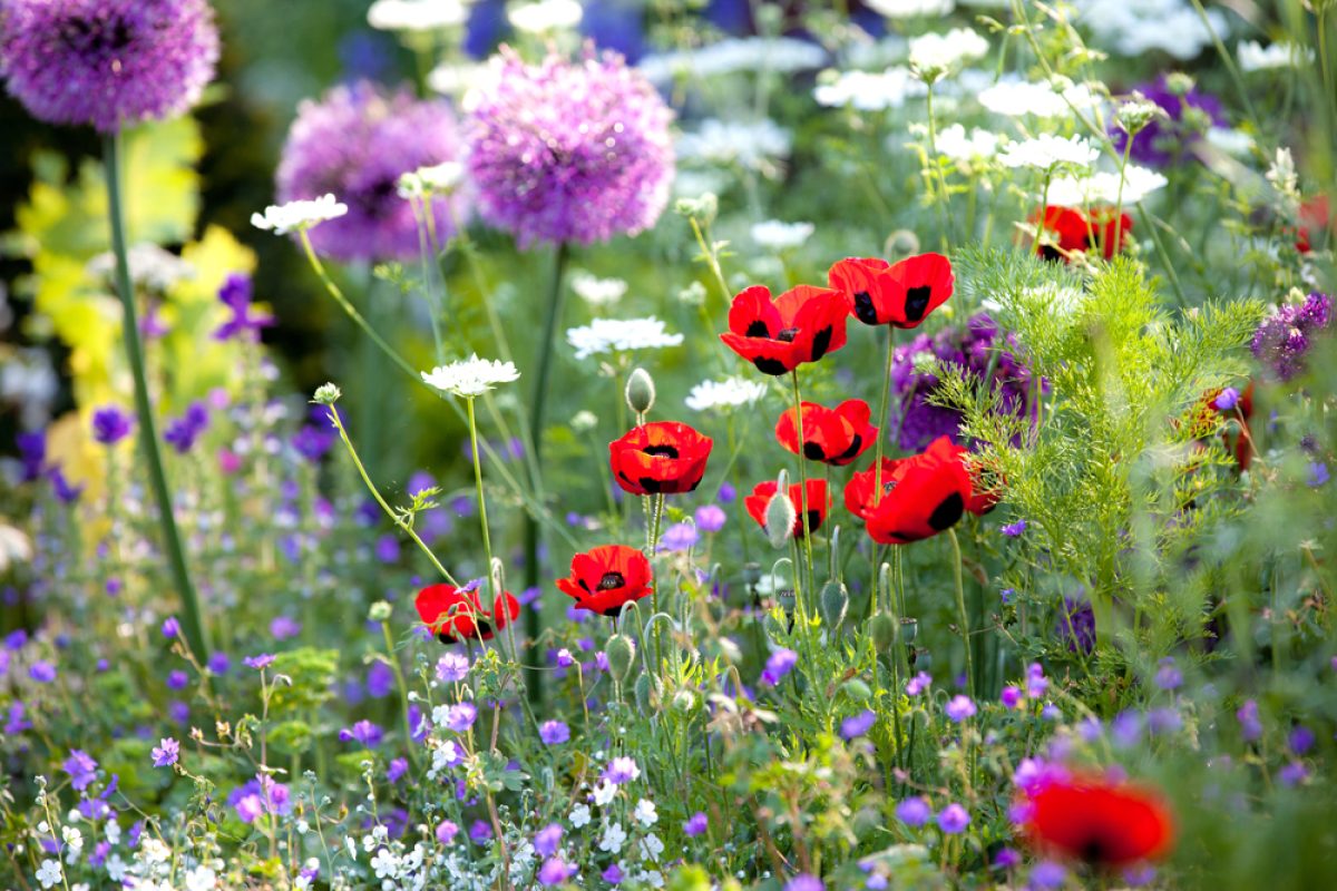 Biodiversitet i haven