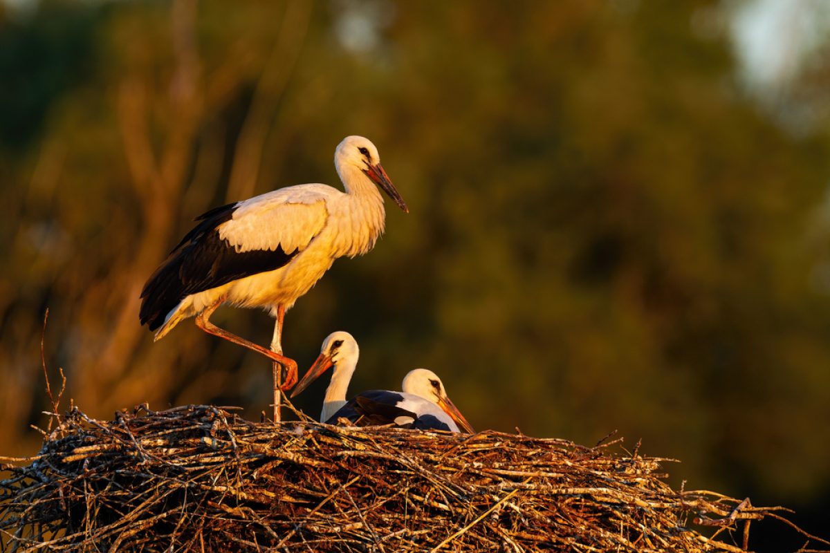 Hvid stork med unger